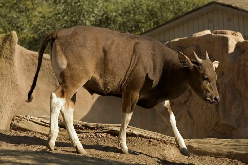 An 8-month-old male Javan banteng, the first ever successful cloned endangered species to survive and be viewed by the public, makes his public debut on January 22, 2004, at the San Diego Zoo. On January 15, 2008, meat and milk from cloned animals were ruled safe for human consumption by the U.S. Food and Drug Administration after years of debate. File Photo by Ken Bohn/San Diego Zoo