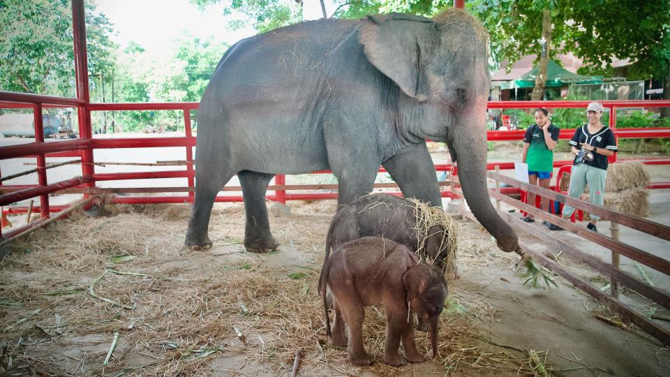 The twin elephants and their money