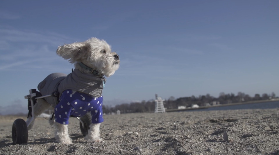 Albert on Wheels, a high-profile rescue dog, as seen in "Free Puppies!," a film by Samantha Wishman and Christina Thomas.