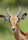 Close-up of an impala, one of the fastest running antelopes of the African veldt, in Kruger National Park.