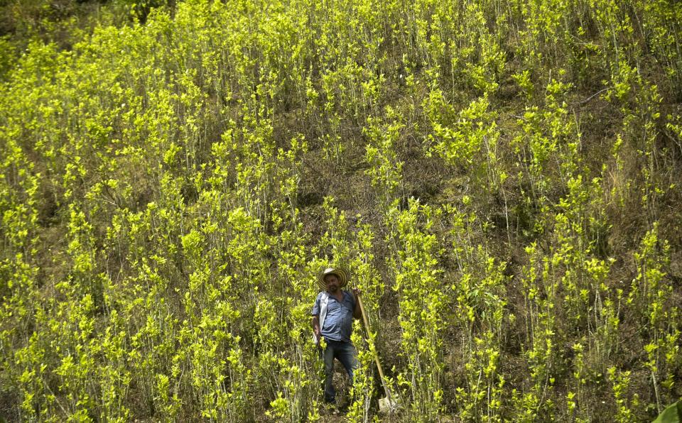 Un cultivador de coca se encuentra en un campo de coca en Pueblo Nuevo, en el municipio de Briceno, departamento de Antioquia, Colombia, el 15 de mayo de 2017