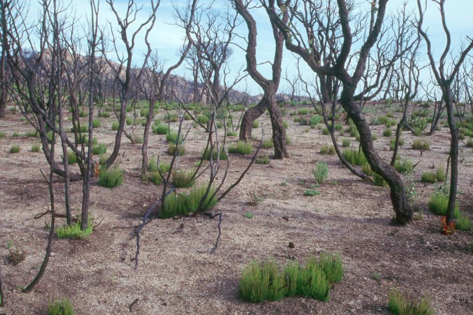 Los rebrotes, aquí de alcornoque, brezo, madroño y torvisco, caracterizan la vegetación inicial tras un incendio mediterráneo. La rebrotada acelera la regeneración de los estratos herbáceo, arbustivo y arbóreo, protege el suelo de la erosión y proporciona hábitat para multitud de organismos. Pere Pons