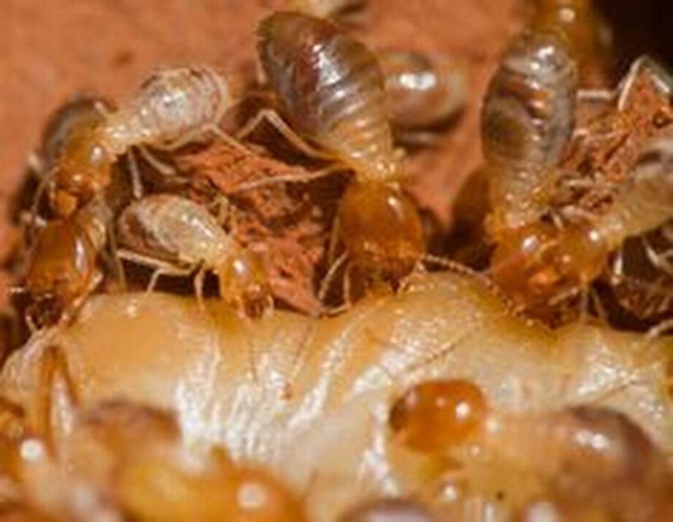 An image of drywood termites.