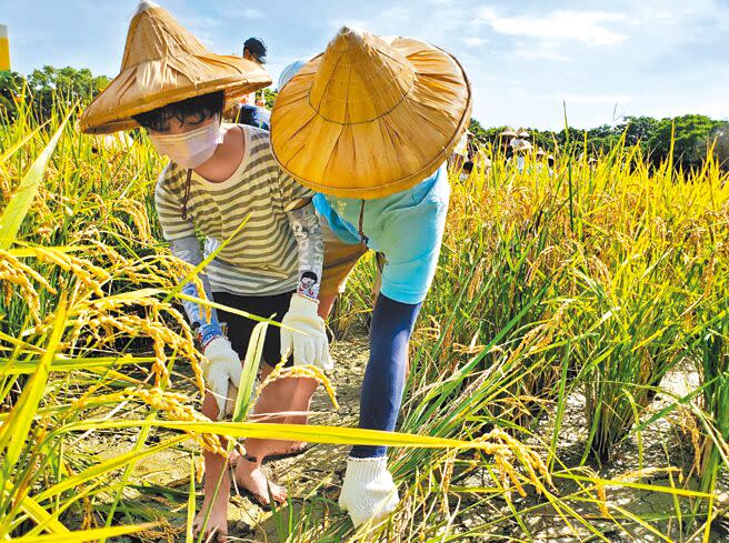 六堆園區趁水稻成熟時，舉辦體驗割禾、曬穀活動，讓民眾感受農家樂。（林和生攝）