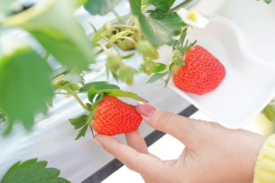 每年1月～6月可以不限時間在草莓園裡採草莓、吃到飽。