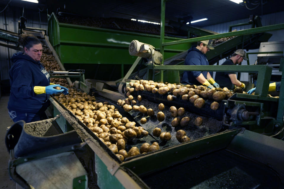 In a March 11, 2021 photo, potatoes are examined along a conveyor belt before being loaded into a tractor trailer at the Sackett Potato farm in Mecosta, Mich. For generations, Brian Sackett's family has farmed potatoes that are made into chips. About 25% of the nation's potato chips get their start in Michigan, which historically has had reliably cool air during September harvest and late spring but now is getting warmer temperatures. (AP Photo/Carlos Osorio)