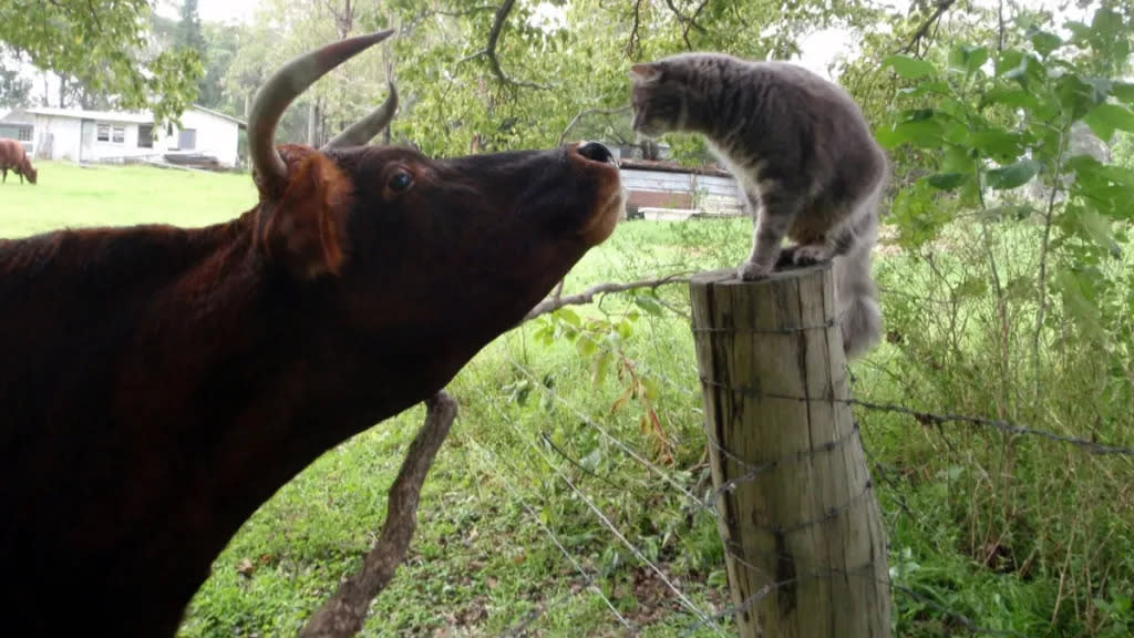 Cat and Cow meeting each other for first time.