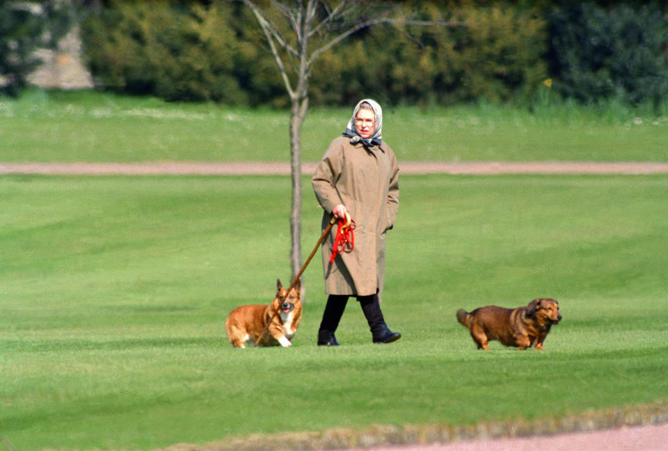 Queen Elizabeth II walking her dogs at Windsor Castle, on April 2, 1994 in Windsor
