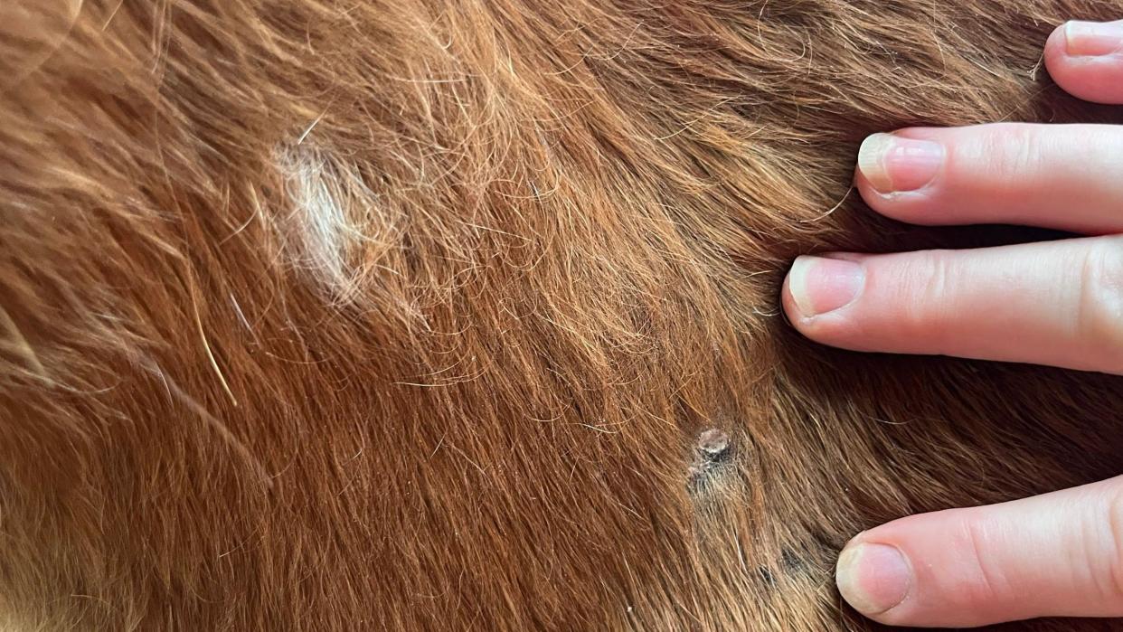 A bullet hole where the horse was shot