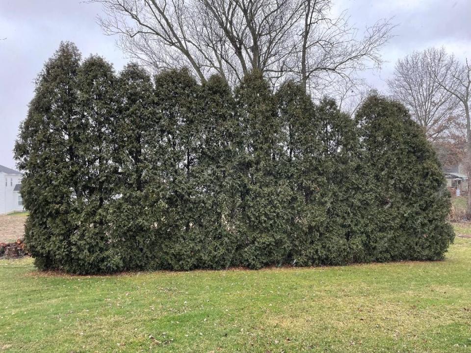 Bagworm moths have infected these arborvitae trees.