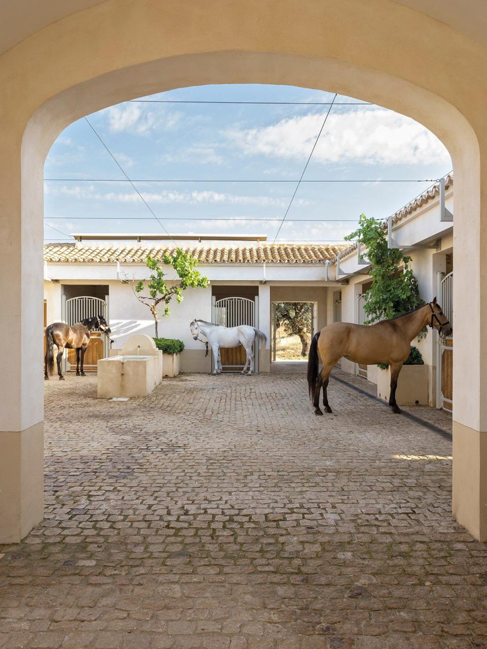 Thoroughbred Arab and Spanish steeds in the stable yard at Caballo de Hierro