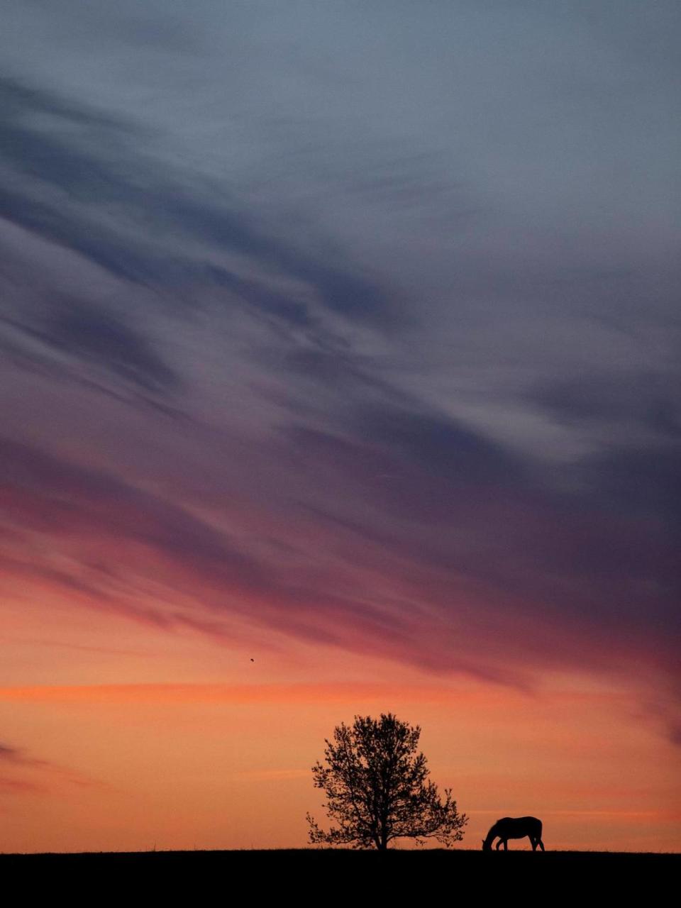 A horse grazes in a field before sunrise at Mill Ridge Farm in Fayette County last week. Most years, 20 horses compete in the Kentucky Derby at Churchill Downs in Louisville. Most of them start out here in the Bluegrass.