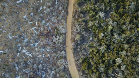 Burnt trees are seen Menabe Antimena protected area near the city of Morondava