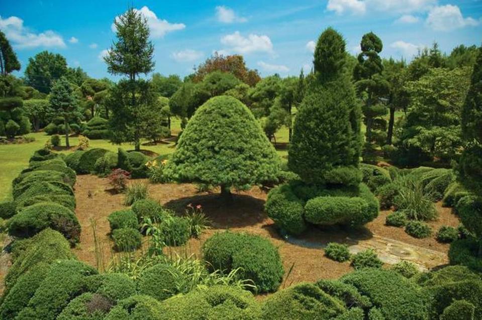 Fantastical shapes rise from the earth like a row of genies wafting out of their bottles at the Pearl Fryar Topiary Garden.