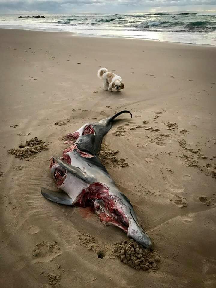 A picture of the mauled dolphin, which was attacked by a shark, found at New Brighton beach.