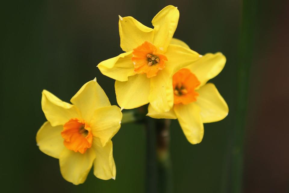 31) Daffodil