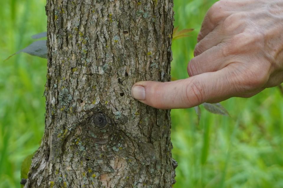 D-shaped exit hole of emerald ash borer at Barnes Preserve in Wooster.