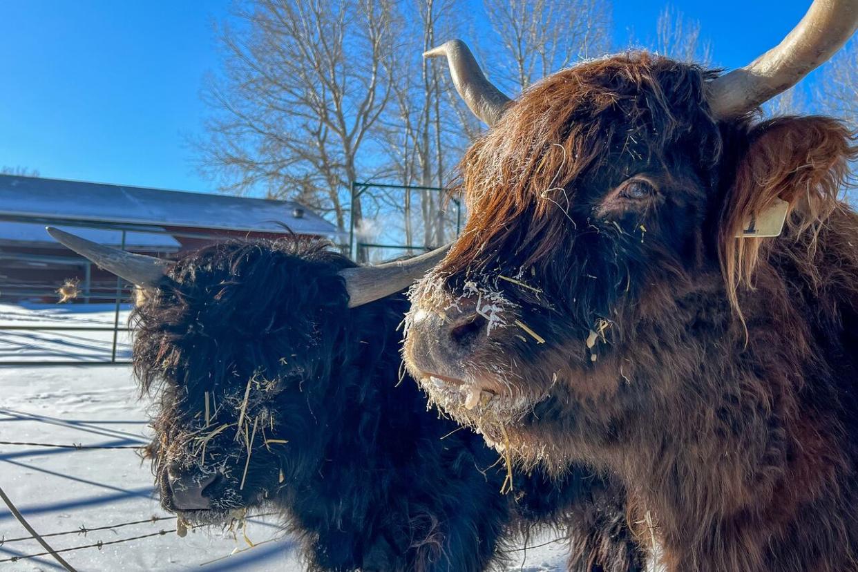 These long-haired Highland cattle love napping in the sun on the Hartell Homestead near Longview, Alta., even if the temperature is hovering around –30 degrees. (Helen Pike/CBC - image credit)