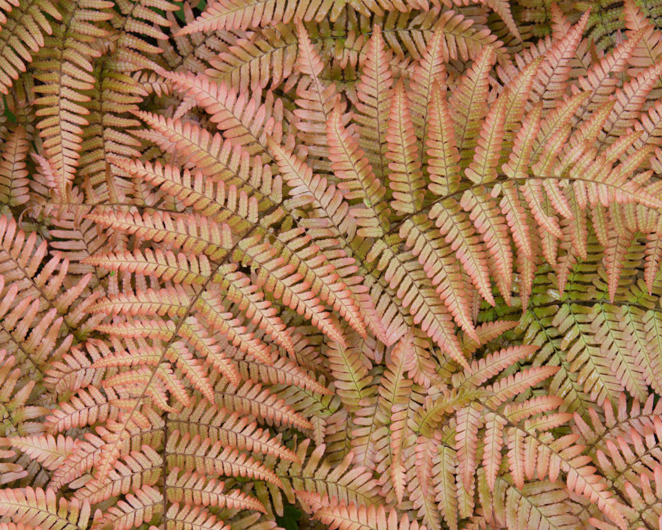 11. Hardy ferns