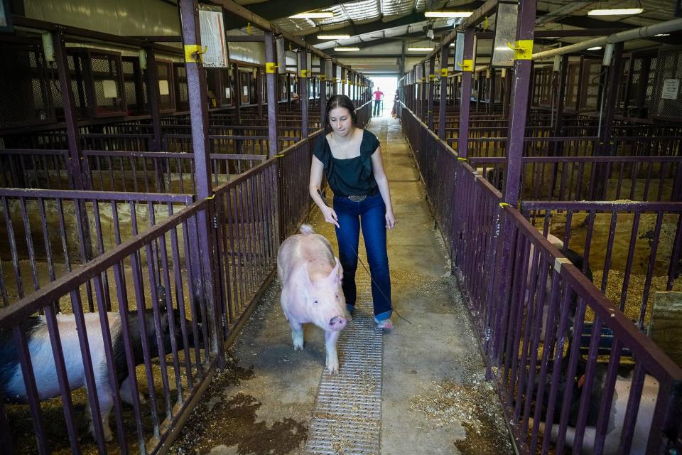 Emma Henson, 18 of Dripping Springs High School walks  her swine, who she named Prada for an upcoming livestock show in the Austin Rodeo. This will be Emma Henson’s fourth year competing in the event. The School travel all over Texas competing in livestock shows and other events.  