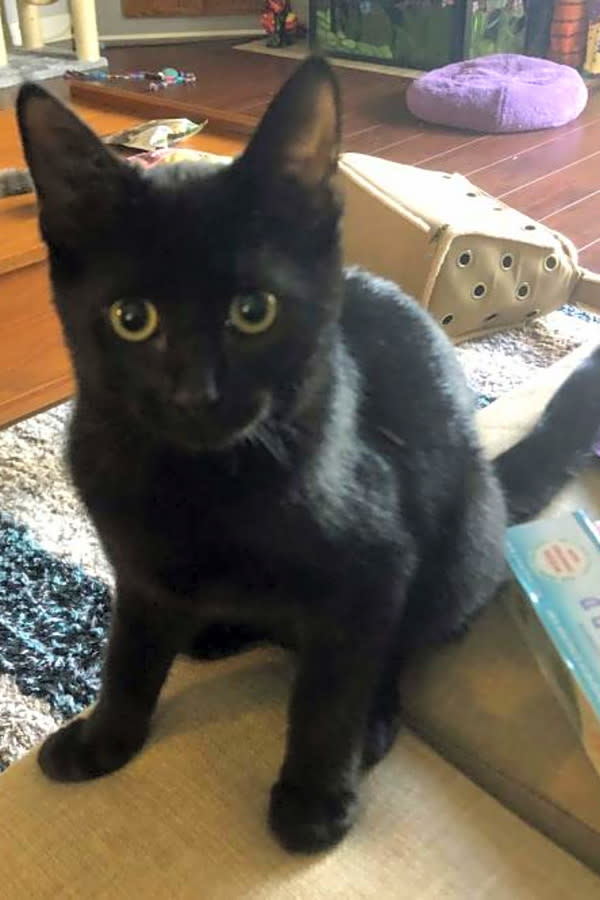 black american shorthair kitten