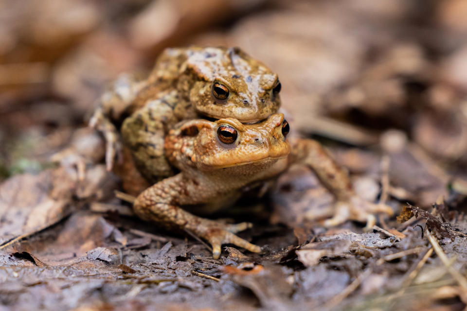 Two toads squat in front of a trap fence between a forest and a road in Bonn, Germany on March 13, 2023.  