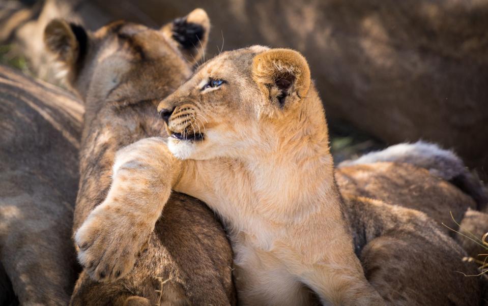 Lion sightings in Africa