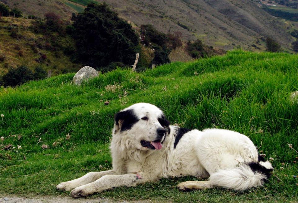 Un mucuchíes fotografiado en una granja de Mérida, Venezuela, el 18 de diciembre del 2013.La raza es uno de los legados de Hugo Chávez, que lanzó un programa para evitar su extinción porque un perro mucuchíes fue fiel compañero de Simón Bolívar durante su campaña libertadora. (AP Photo/Ricardo Nunes)