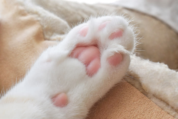 toe beans