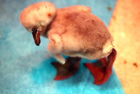 A rescued Lesser Flamingo chick awaits treatment and feeding after being moved from a dam in the Northern Cape Province to the SANCCOB rehabilitation centre in Cape Town, South Africa January 30, 2019. REUTERS/Mike Hutchings