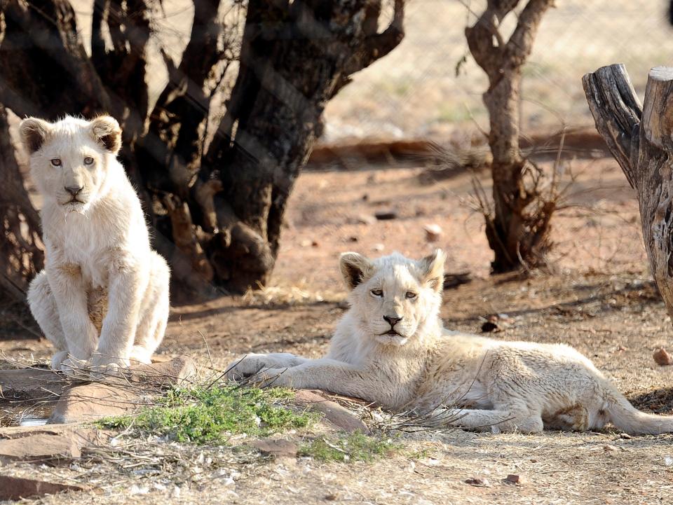 <p></p> (AFP via Getty Images)