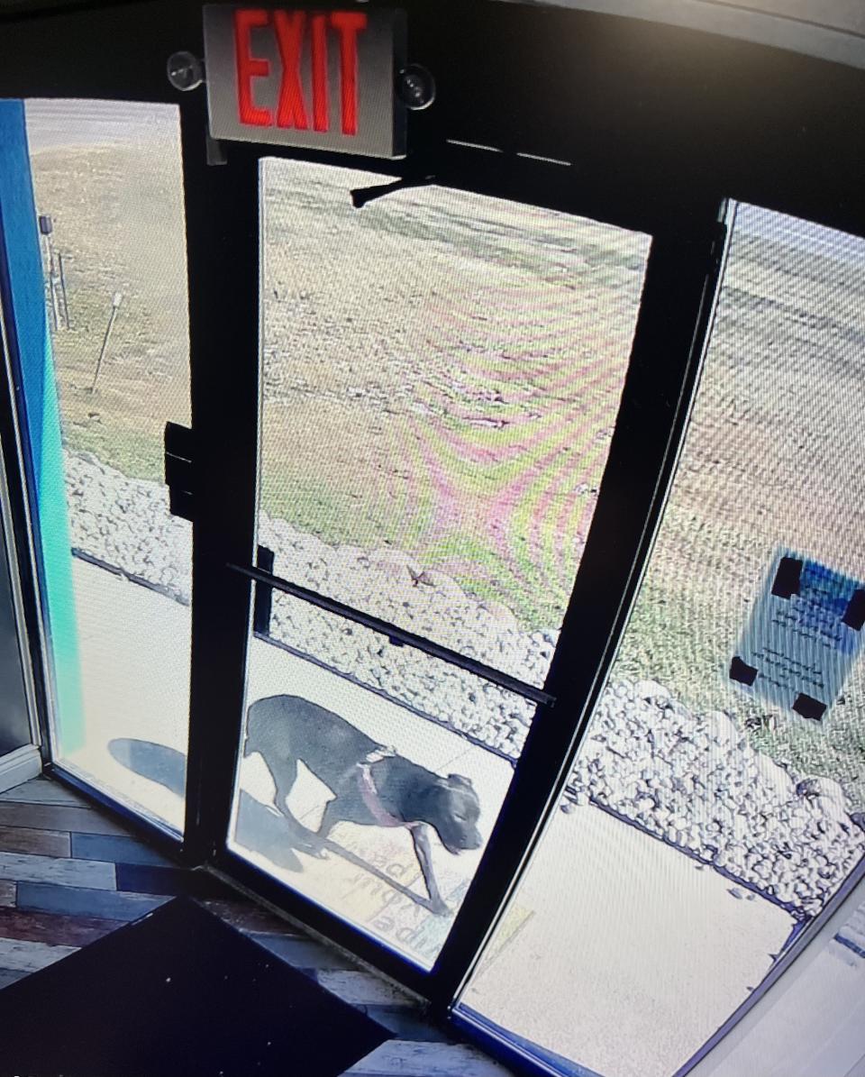 A security camera image of Aries at the doggy day care. (Travis Ogden)