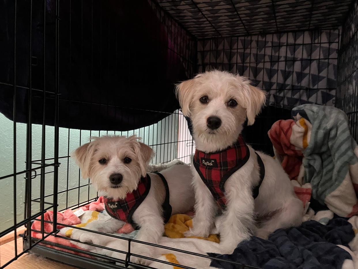 Trending Reporter James Powel's dogs Shirley (left) and Laverne (right) sit in their crate after their first professional grooming on January 6, 2022 at their home in Los Angeles.