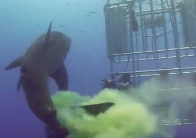 Great white shark poos on cage divers