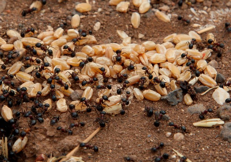 FILE PHOTO: Ants carry grains of wheat in a field in Assanamein area