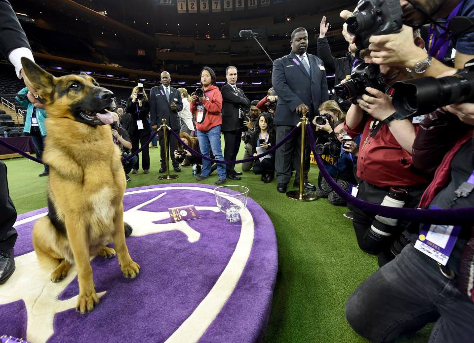 Rumor, a German shepherd, stands next to Kent Boyleshis, the handler after it won 'Best in Show' at the Westminster Kennel Club 141st Annual Dog Show at Madison Square Garden in New York February 14, 2017.&nbsp;