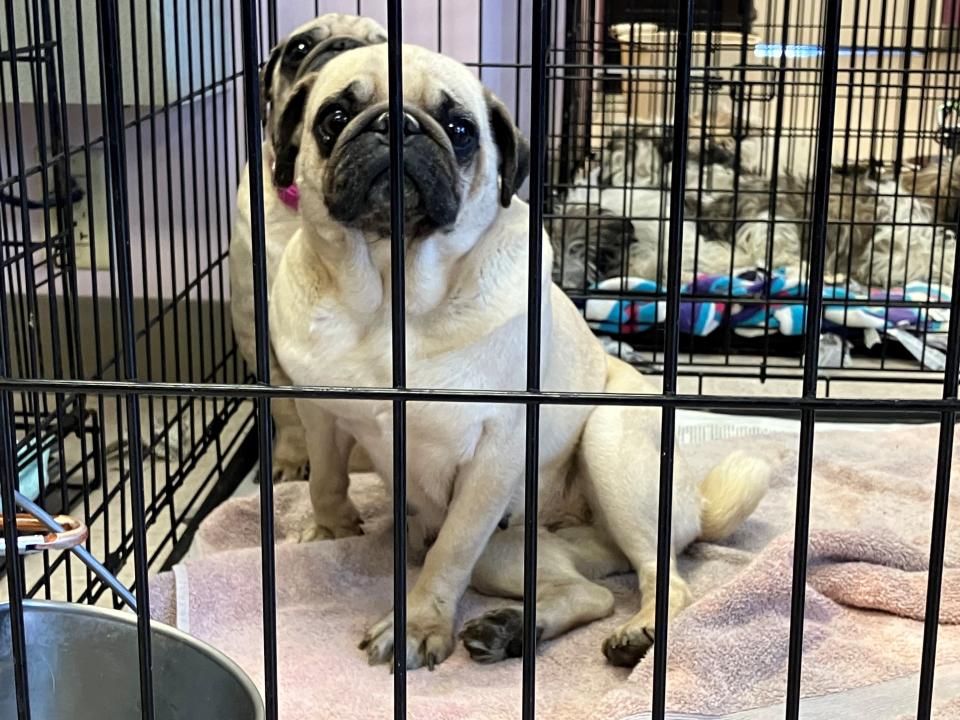 Two pugs were feeling a lot better after getting a bath at the Humane Society of Richland County. They were among 81 animals seized Saturday from a home in Madison Township.