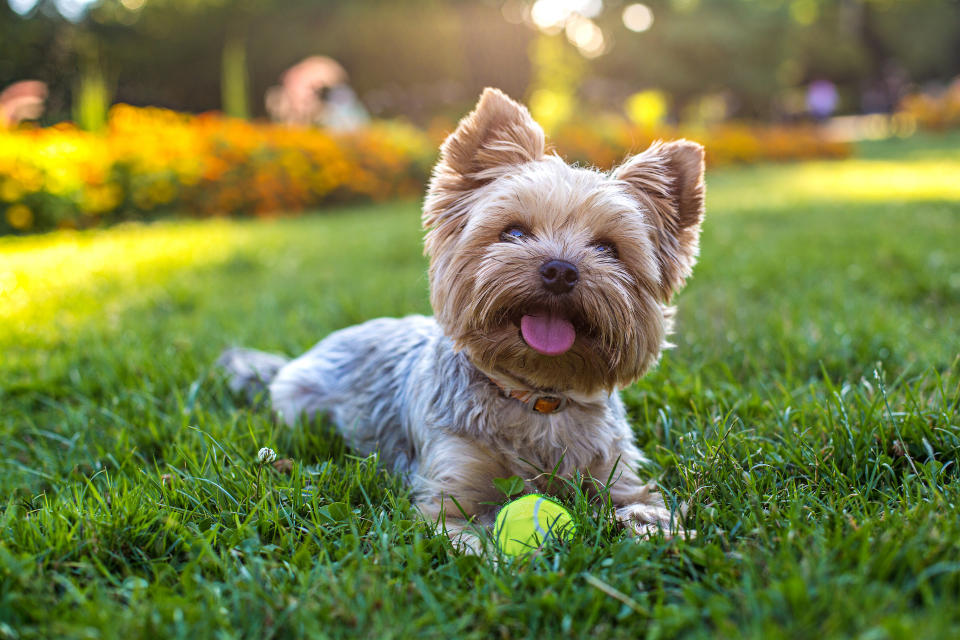 Yorkshire terrier (Getty Images)