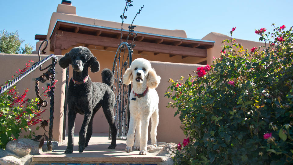 Two poodles guarding their home