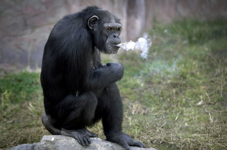 Das Schimpansenweibchen Azalea macht eine Raucherpause. Sie ist eine der Attraktionen im frisch renovierten Zoo der nordkoreanischen Hauptstadt Pjöngjang. Nach Angaben ihrer Pfleger raucht Azalea durchschnittlich eine Packung Zigaretten am Tag. (Bild: Wong Maye-E/AP)