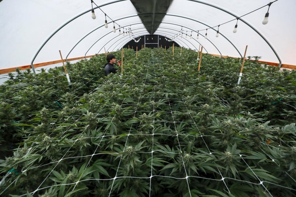 Iker Munoz shows a licensed grow operation, Mendo Select, in Potter Valley in Mendocino County, California. There are 10 greenhouses on the property. Dave Najera, a former U.S. Marine, said that he was drawn to the plant's medicinal properties in treating PTSD and now co-owns a cannabis business in Potter Valley on land that used to be a vineyard. "We were doing it before it was legal," he said.