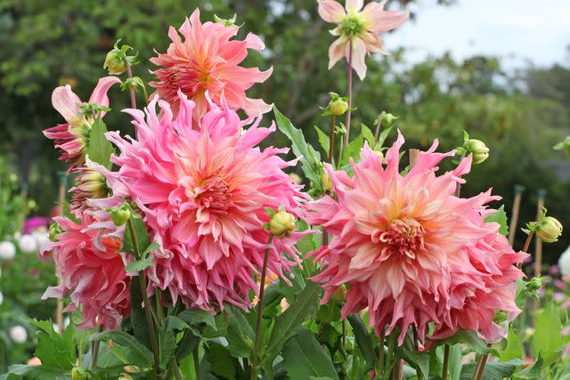 65 Dahlia Varieties That Will Add Long-Lasting and Vibrant Blooms to ...