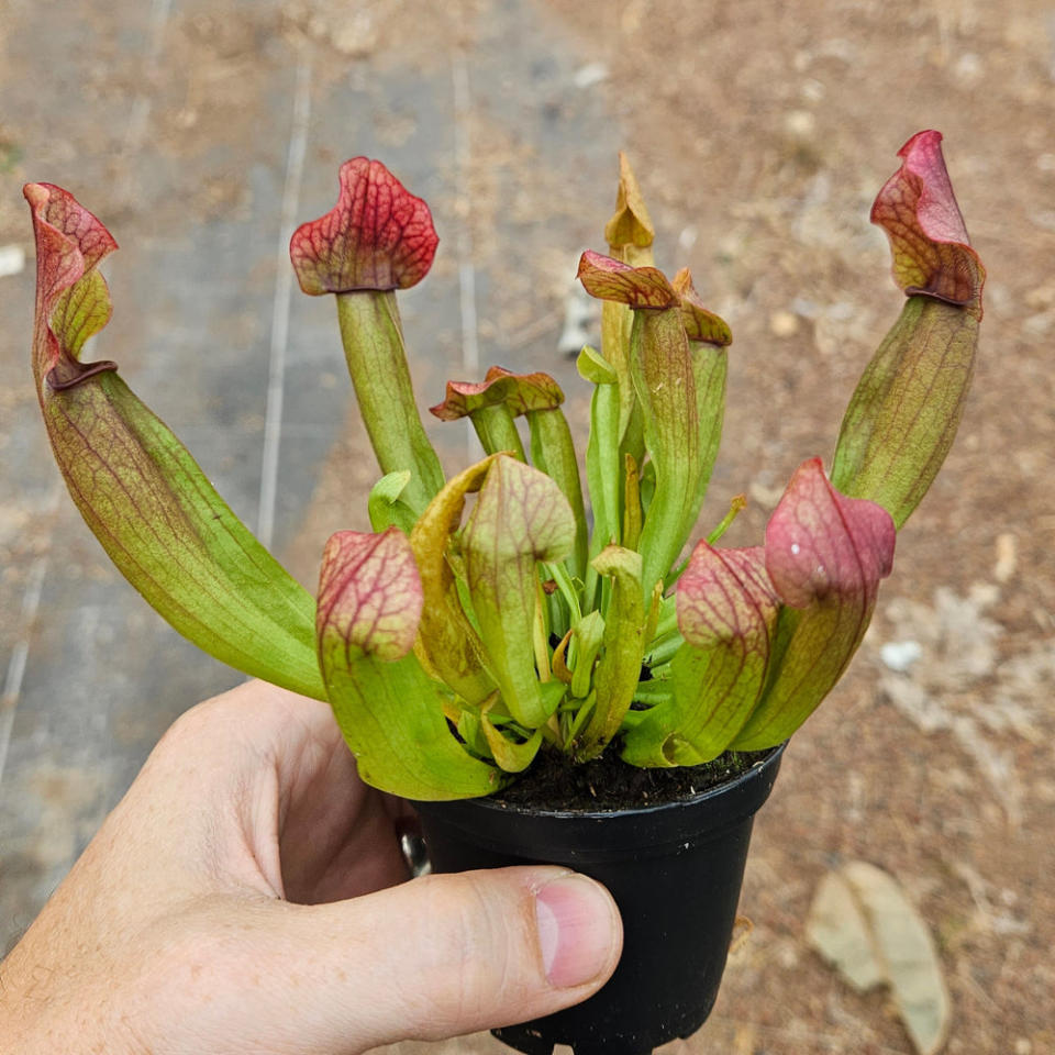 <p><a href="https://go.redirectingat.com?id=74968X1596630&url=https%3A%2F%2Fpredatoryplants.com%2Fproducts%2Fsarracenia-rocket&sref=https%3A%2F%2Fwww.womansday.com%2Fhome%2Fg36366935%2Fgardening-gifts%2F" rel="nofollow noopener" target="_blank" data-ylk="slk:Shop Now;elm:context_link;itc:0;sec:content-canvas" class="link ">Shop Now</a></p><p>Carnivorous Houseplant</p><p>predatoryplants.com</p><p>$14.99</p><span class="copyright">Predatory Plants</span>