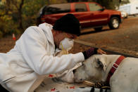 <p>Evacuee Brian Etter and dog Tone, who walked on foot to escape the Camp Fire, rest in the parking lot of Neighborhood Church of Chico, in Chico, Calif. on Nov. 11, 2018. (Photo: Stephen Lam/Reuters) </p>