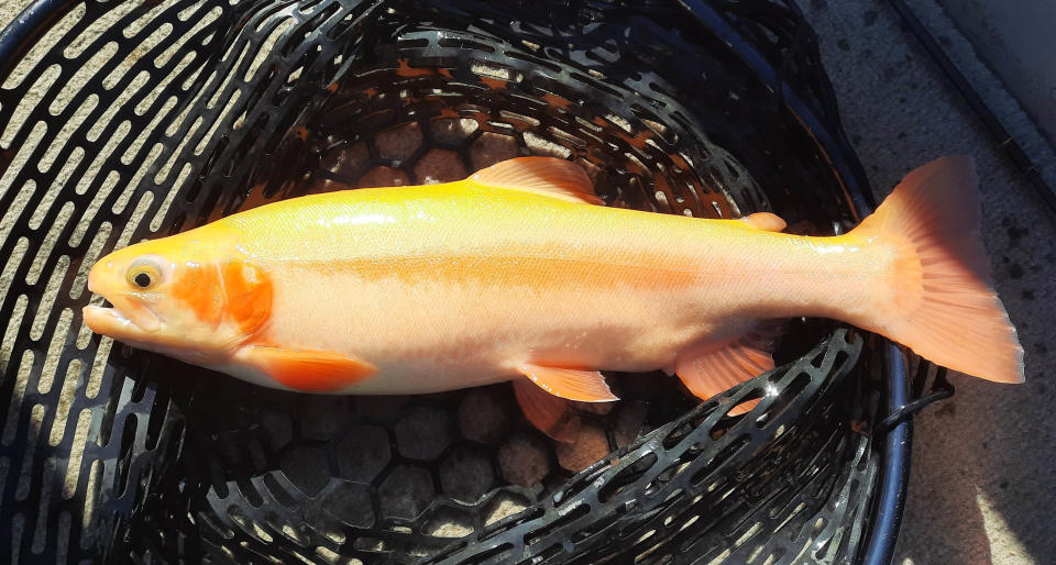 The Pennsylvania Fish and Boat Commission stocks about 14,000 Golden Rainbow Trout across the state each spring.