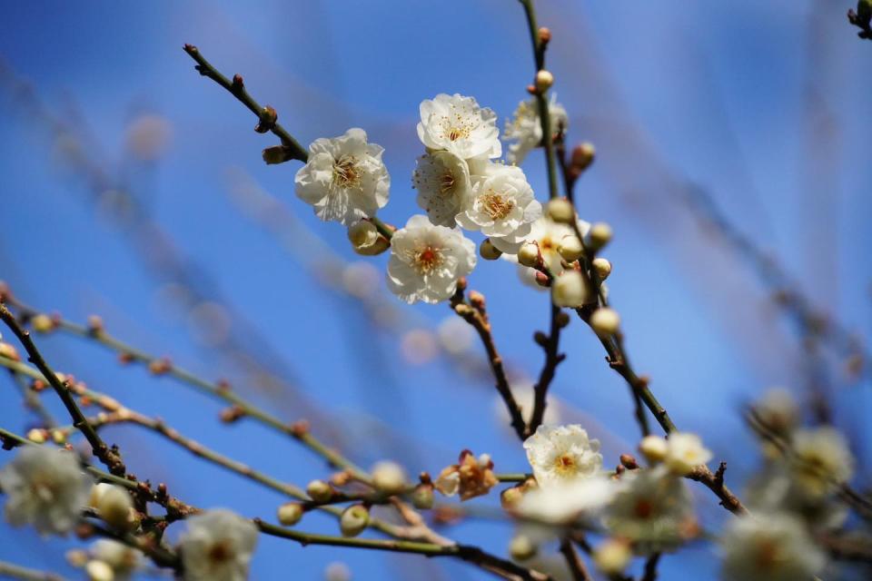 目前武陵農場梅花也已開花，雖然還沒開滿，但從局部來看還是很美。   圖：取自武陵農場臉書