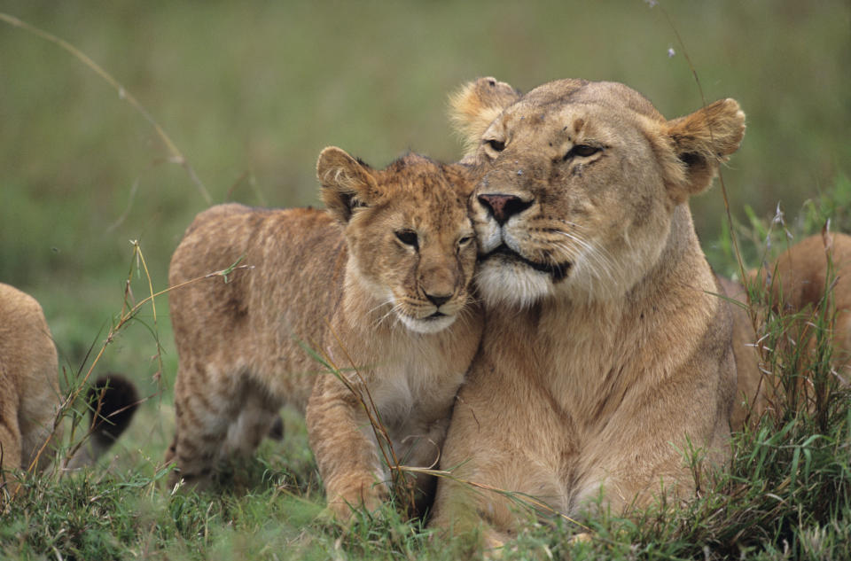 Not Cecil's cub -- lions&nbsp;at the Masai Mara National Reserve. (Photo: Anup Shah via Getty Images)