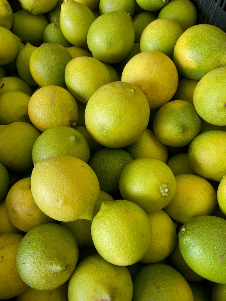 The lemons at Camellia Groves in Winter Haven are grown as close to organically as possible. "We believe that what a customer wants to hear is that there’s nothing that’s been sprayed on the peel or the fruit that is synthetic," Martha Roe Burke said.