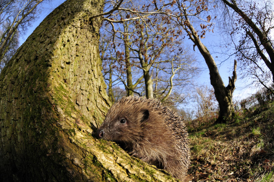 The number of hedgehogs in urban areas has also fallen, but less swiftly (Picture: PA)