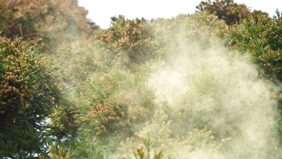 Nube de polen que se desprende de cedros japoneses